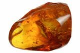 Fossil Flies (Diptera) and a Large Spider (Araneae) in Baltic Amber #173649-1